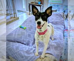 Small #2 Rat Terrier Mix
