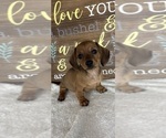 Daisey - Female Dachshund Puppy for Sale - Photo #5