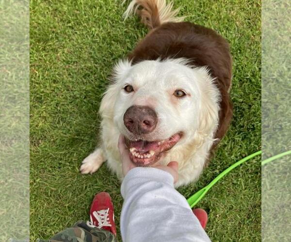 Medium Photo #3 Border Collie-Unknown Mix Puppy For Sale in Plover, WI, USA