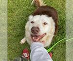 Small #2 Border Collie Mix