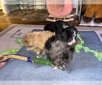 Small Photo #7 Aussiedoodle Puppy For Sale in COMMERCE, MI, USA