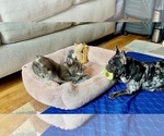 Small Photo #4 French Bulldog Puppy For Sale in PHILADELPHIA, PA, USA