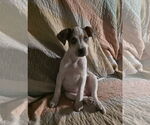 Small #3 Mutt