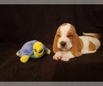 Small Photo #2 Basset Hound Puppy For Sale in CLAREMORE, OK, USA