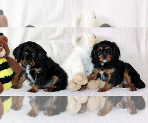 Cavalier King Charles Spaniel Puppy for sale in PLEASANT HOPE, MO, USA