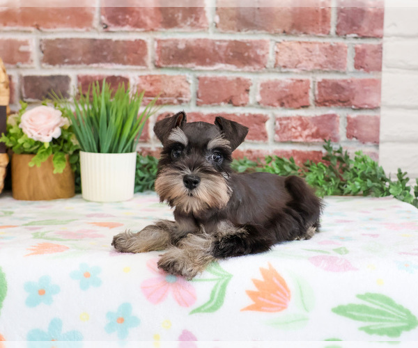 Medium Photo #5 Schnauzer (Miniature) Puppy For Sale in SYRACUSE, IN, USA