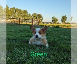 Pembroke Welsh Corgi Puppy for sale in NEW PLYMOUTH, ID, USA