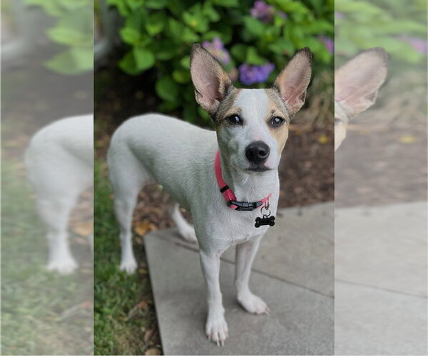 Medium Photo #6 Rat Terrier-Shiba Inu Mix Puppy For Sale in Wakefield, RI, USA