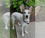 Small #5 Rat Terrier-Shiba Inu Mix