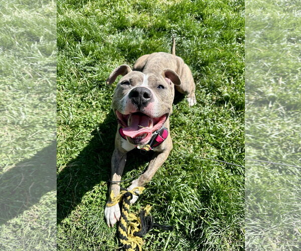 Medium Photo #4 American Pit Bull Terrier Puppy For Sale in Alexandria, VA, USA