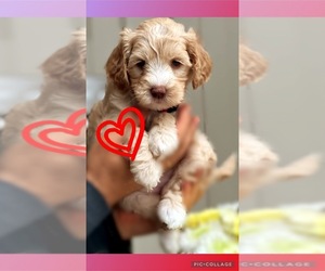 Australian Labradoodle Puppy for sale in Stockport, Greater Manchester (England), United Kingdom