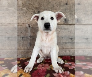 German Shepherd Dog Puppy for sale in VERMONTVILLE, MI, USA