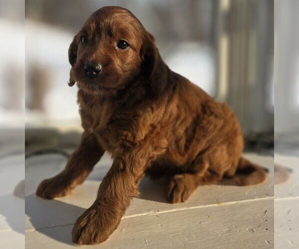 Medium Photo #3 Irish Doodle (Miniature) Puppy For Sale in NEW HOLLAND, PA, USA