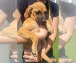 Small #5 Dachsador