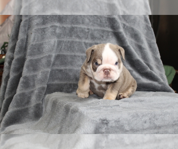 Medium Photo #8 Bulldog Puppy For Sale in BRANDON, FL, USA