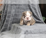 Small Photo #8 Bulldog Puppy For Sale in BRANDON, FL, USA