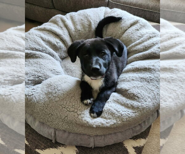 Medium Photo #3 Border Collie Puppy For Sale in Lakewood, CO, USA