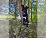 Small Photo #31 German Shepherd Dog-Unknown Mix Puppy For Sale in Gloversville, NY, USA