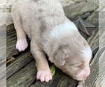 Small Photo #6 Australian Shepherd Puppy For Sale in LYNN, IN, USA