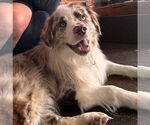 Small Photo #5 Australian Shepherd-Unknown Mix Puppy For Sale in Lakewood, CO, USA