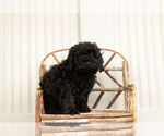 Small #2 Poodle (Miniature)