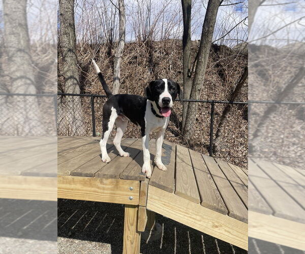Medium Photo #11 Mutt Puppy For Sale in Elmsford, NY, USA