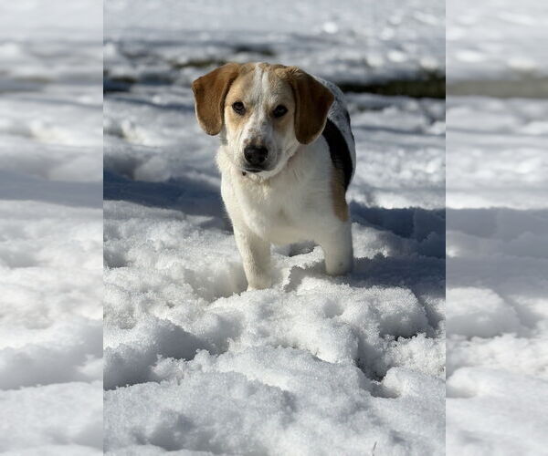 Medium Photo #2 Bassetdor Puppy For Sale in Aurora, IN, USA