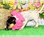Small #4 Jack Russell Terrier