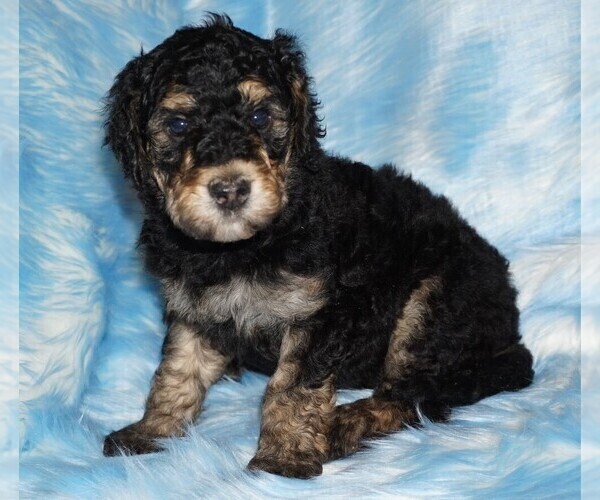 Medium Photo #3 Labradoodle Puppy For Sale in LA HABRA, CA, USA