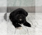 Small #1 Shorkie Tzu