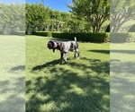 Small #1 German Shorthaired Pointer
