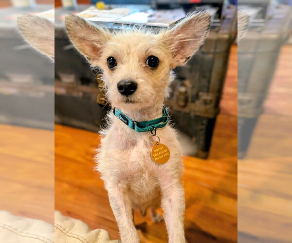 Medium Photo #1 Mutt Puppy For Sale in Arlington, VA, USA