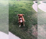 Small #1 American Pit Bull Terrier