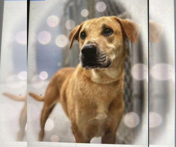 Medium Photo #1 Labrador Retriever-Unknown Mix Puppy For Sale in Pottstown, PA, USA