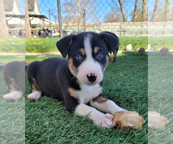 Medium Photo #3 Mutt Puppy For Sale in Des Moines, IA, USA