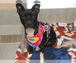 Rat Terrier-Unknown Mix Dogs for adoption in Orange, CA, USA