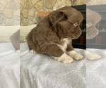 Small Photo #6 Australian Shepherd Puppy For Sale in CHARLESTOWN, IN, USA