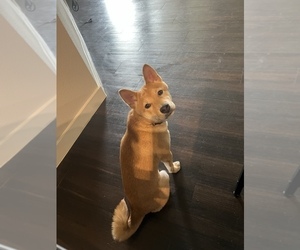 Shiba Inu Puppy for sale in SAN ANTONIO, TX, USA