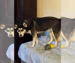 Small #9 Siberian Husky Mix