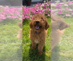 Poodle (Miniature) Puppy for sale in HOLTON, MI, USA