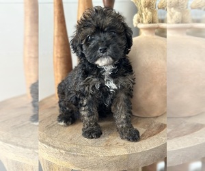 Bernedoodle (Miniature) Puppy for sale in FLAT ROCK, NC, USA