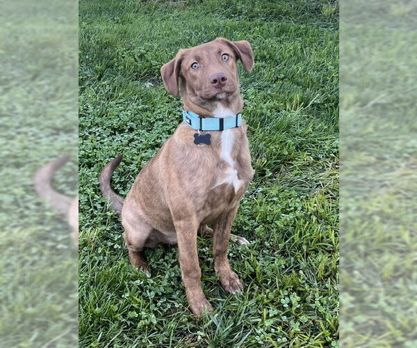 Medium Photo #1 Mutt Puppy For Sale in Mount Laurel, NJ, USA