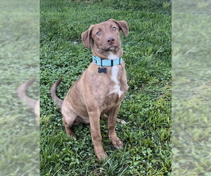 Mutt Dogs for adoption in Mount Laurel, NJ, USA