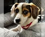 Small #5 Beagle-Coonhound Mix