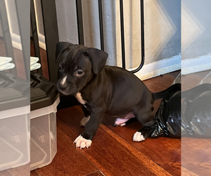 American Pit Bull Terrier Puppy for sale in CHESTER, PA, USA