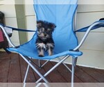 Small Photo #6 Morkie Puppy For Sale in SANTA CLARITA, CA, USA