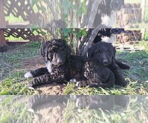 Bordoodle Puppy for sale in DAVENPORT, WA, USA