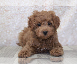Goldendoodle (Miniature) Puppy for sale in MARIETTA, GA, USA