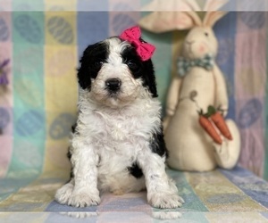 Sheepadoodle Puppy for sale in LANCASTER, PA, USA