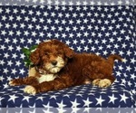Small Photo #4 Goldendoodle (Miniature) Puppy For Sale in COCHRANVILLE, PA, USA